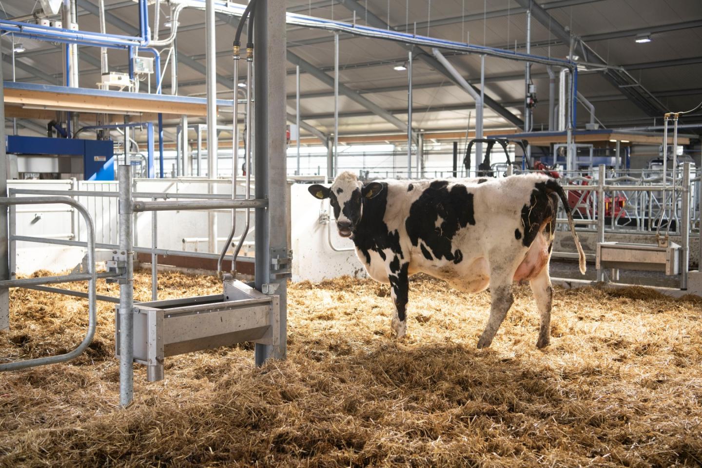 Volop rust en ruimte in nieuwe stal Cowhouse